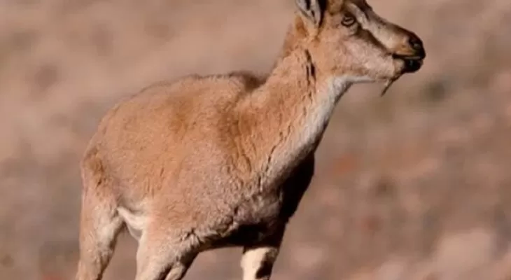 انقراض در انتظار گونهای کمیاب؛ اورامانات قتلگاه کل و بزهای وحشی! گونه کل و بز اورامان