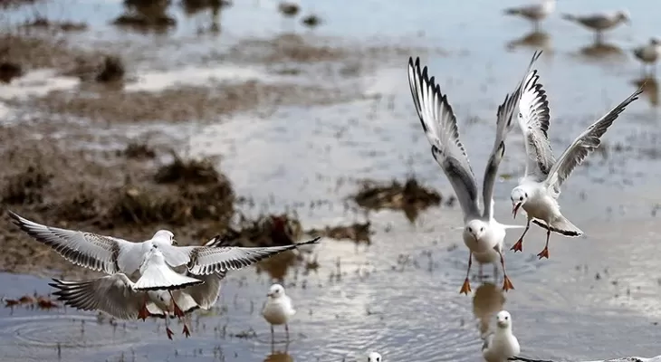 ۱۸ سایت در کرمانشاه میزبان پرندگان مهاجر است محیط زیست