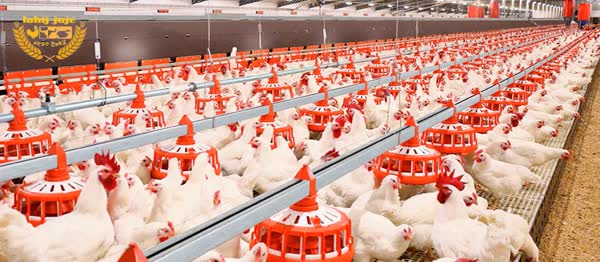 تولید مرغ بیش از نیاز کشور شد