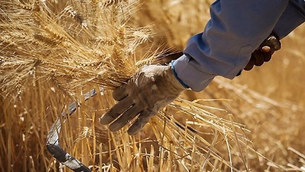کدام استانها گندم بیشتری به دولت تحویل دادند؟