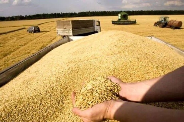 ۱۲.۳ هزار میلیارد تومان از مطالبات گندمکاران کرمانشاهی پرداخت شد