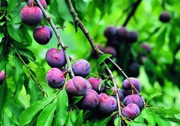 آغاز طرح سرشماری کشاورزی در کرمانشاه؛ از فردا ۱۲ آبان