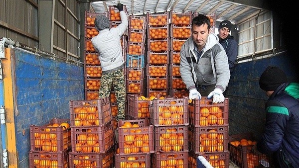 ذخیرهسازی ۲۳۰ تن میوه در کرمانشاه برای شب عید