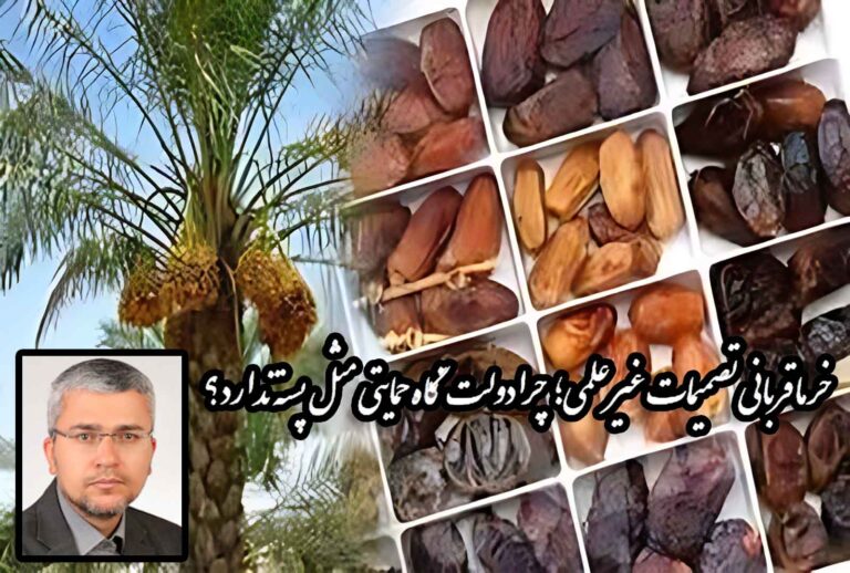 خرما قربانی تصمیمات غیرعلمی؛ چرا دولت نگاه حمایتی مثل پسته ندارد؟