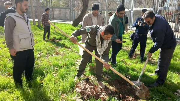 ۱۱۶ هزار نهال سرو ایران در کرمانشاه ریشه دواند