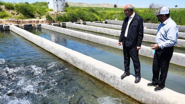 استاندار کرمانشاه: غرب استان قطب صادرات آبزیان به عراق میشود