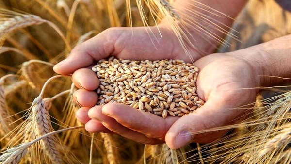 آغاز واریز مطالبات گندمکاران کرمانشاه